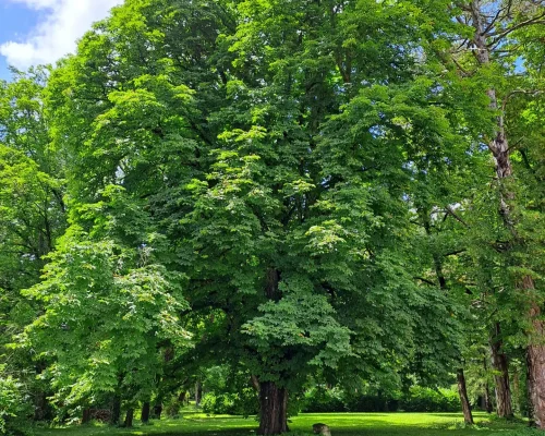Parc du Domaine Le Fournay - Marronnier