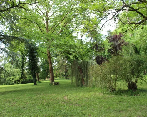 Parc Domaine Le Fournay - Ginkgo Biloba