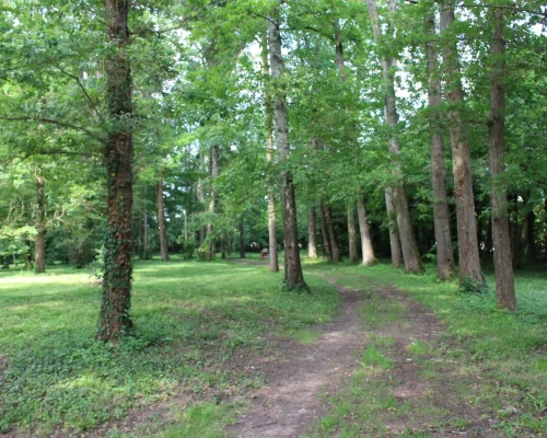 Parc Domaine Le Fournay - Allée des chênes