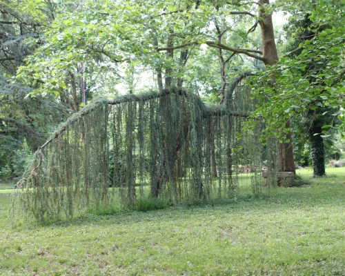 Parc Domaine Le Fournay - Pin pleureur